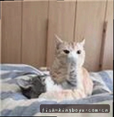 王磊